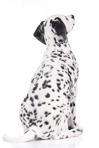 Dalmatian Dogs - Breed is originated in Croatia. Shot in Belgium outdoors