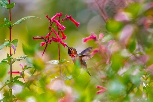 Hummingbird in Golden Gate Park, San Francisco