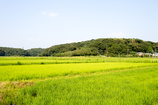 Campos de arroz photo