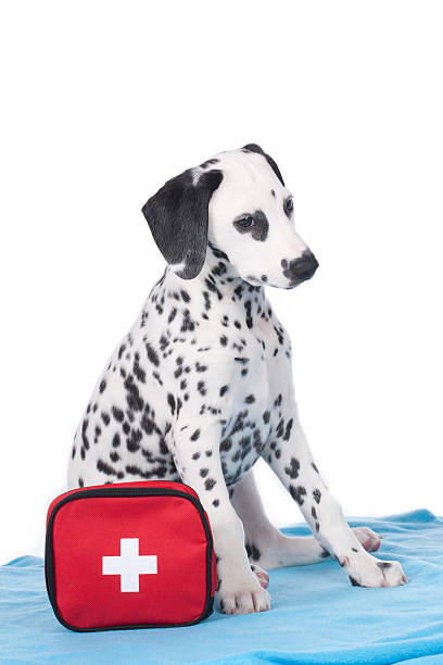 istock Young dalmatian beside first aid kit 522478226