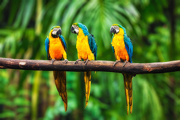 istock Blue-and-Yellow Macaw in forest 522478520