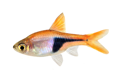 Perch (Perca fluviatilis)