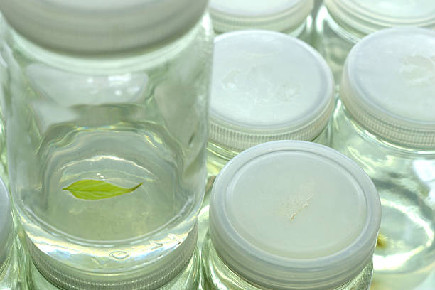 istock Plant tissue culture 522479068