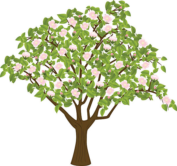 Tree In Spring Clipart Spring Tree Clipart Images