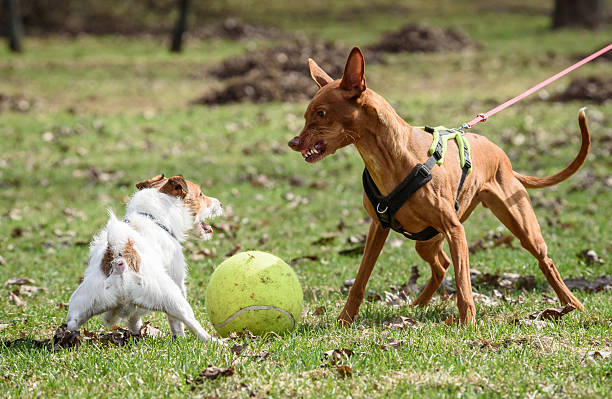 Pharaoh Hound dog attacks small Jack Russell Terrier dog Two dogs fighting for a toy ball aggression stock pictures, royalty-free photos & images