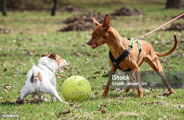 Pharaoh Hound Dog Attacks Small Jack Russell Terrier Dog Stock Photo - Download Image Now