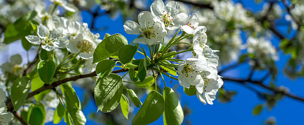 istock branch of flowering tree 522480816
