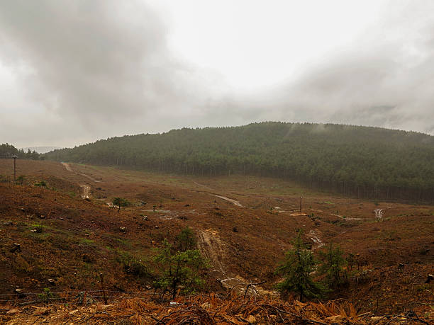 istock burned forest in rain near tarsus mersin turkey 522483093