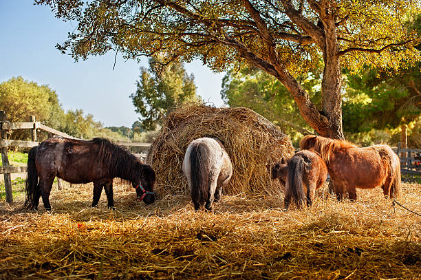 Horses eating hay together