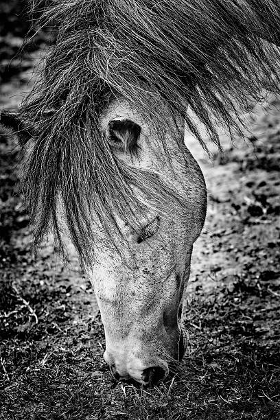 istock Horse portrait in black and white vertical orientation 522483593