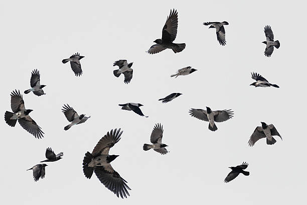istock gray flock of crows in flight on background 522483767