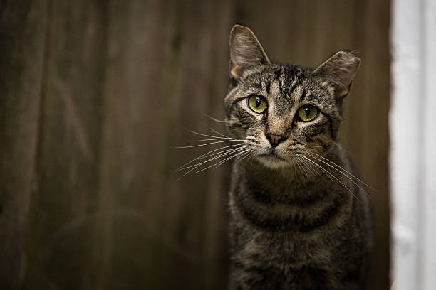 kitty - başıboş hayvan stok fotoğraflar ve resimler