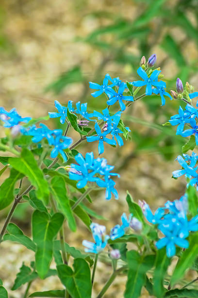 Tweedia caerulea 、Apocynaceae 、ブラジル、ウルグアイ ストックフォト