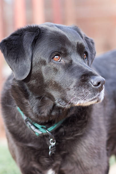 istock Brown Eyed Girl 522484970