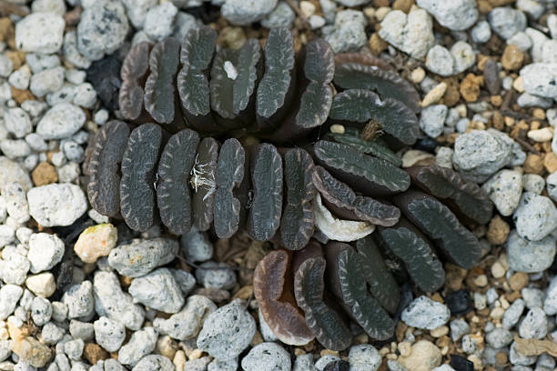 ハオルチア truncata 、Liliaceae 、南部アフリカ(ケイプ) ストックフォト