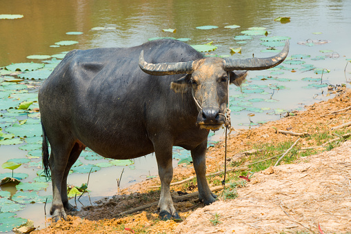 Thai Buffalo are feeding at canal. Life Machine of Farmer. Original agriculture use buffalo plow the field.
