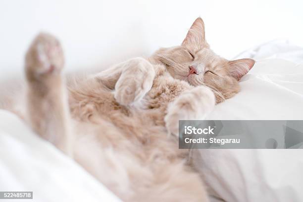 Cat In Deep Sleep Stock Photo - Download Image Now - Domestic Cat, Sleeping, Tired