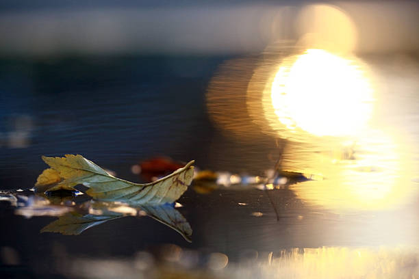 istock yellow leaves in a puddle 522485739
