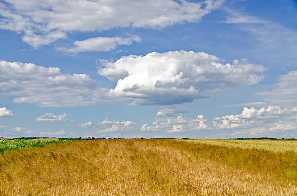istock field of barley 522485813