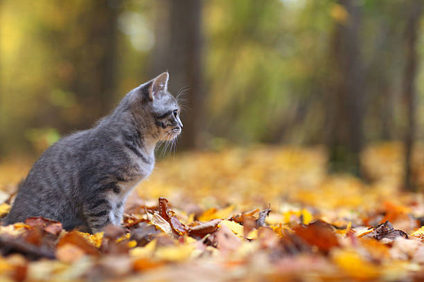 istock kitten in yellow leaves 522486011