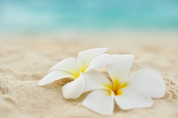 Frangipani two flowers on the beach plumeria stock pictures, royalty-free photos & images