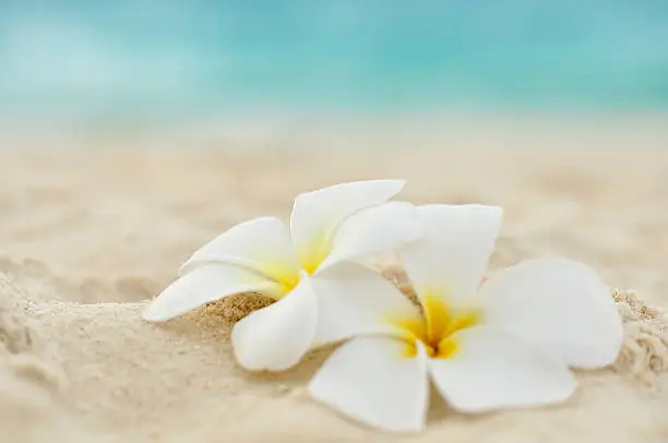 two flowers on the beach