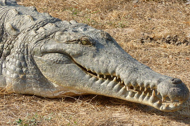 krokodyl z orinoko - orinoco river zdjęcia i obrazy z banku zdjęć