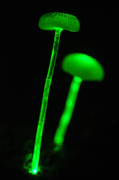 istock bio-luminescent fungi 522486929