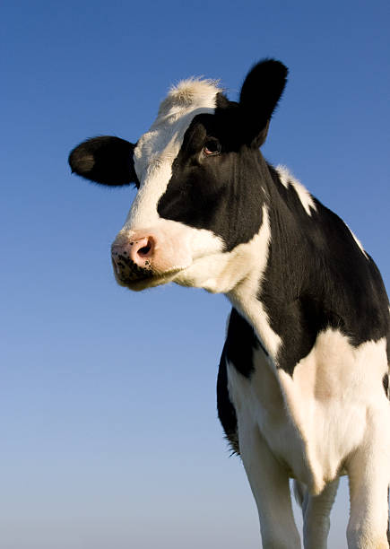 Holstein cow stock photo