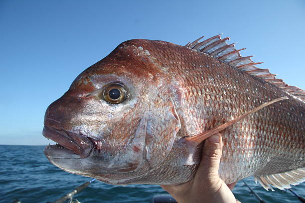 snapper dalla baia di port phillip - australasia foto e immagini stock