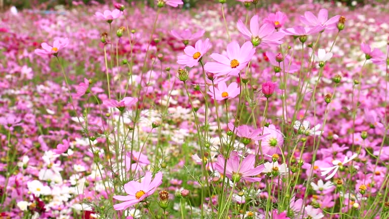 Spring pink flower in field