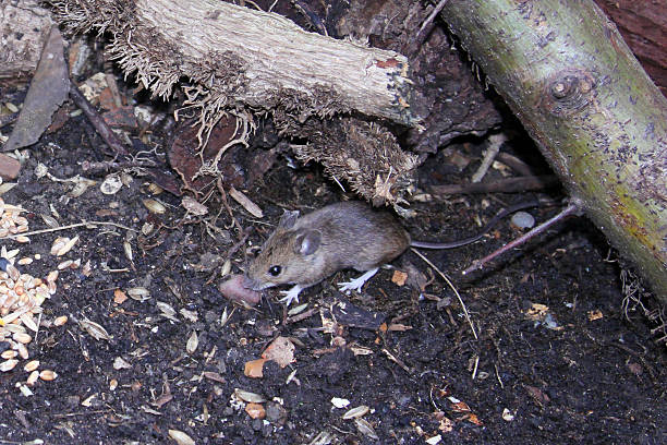 istock Wild mouse scavenging for food. 522488547