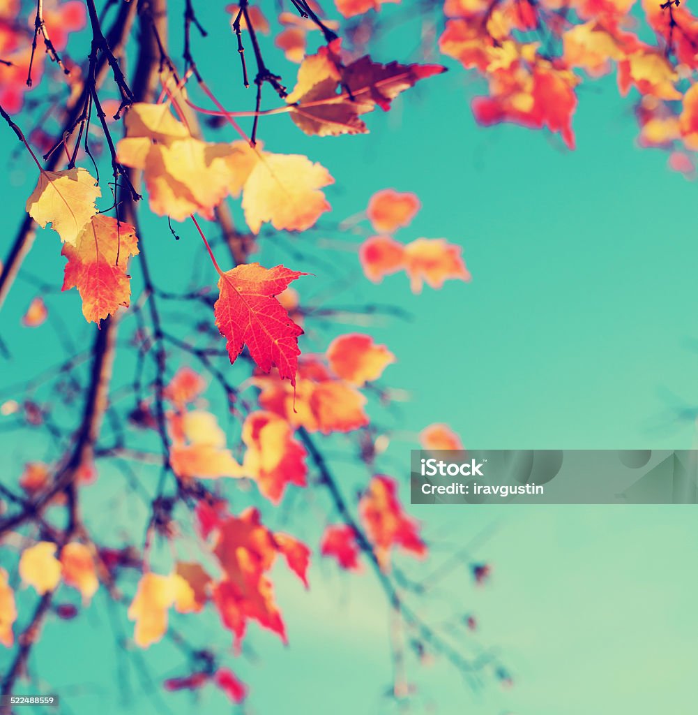 Autumn leaves over sky background Autumn Stock Photo