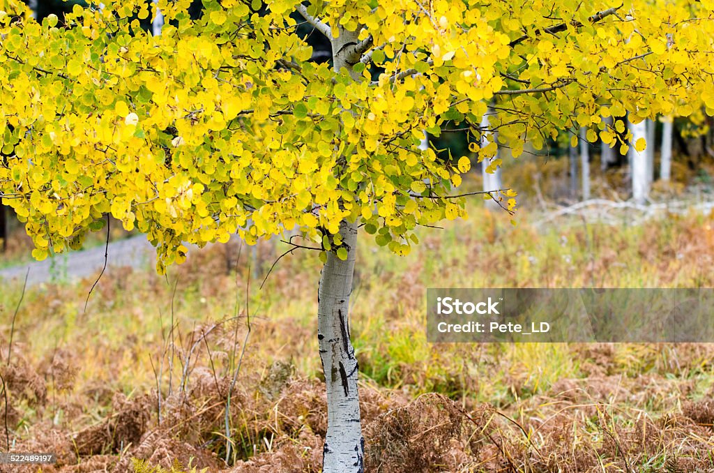 aspen fall color Aspen - Colorado Stock Photo