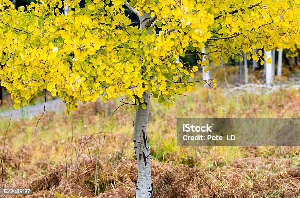Aspen Stock Photo - Download Image Now - Aspen - Colorado, Aspen Tree, Autumn