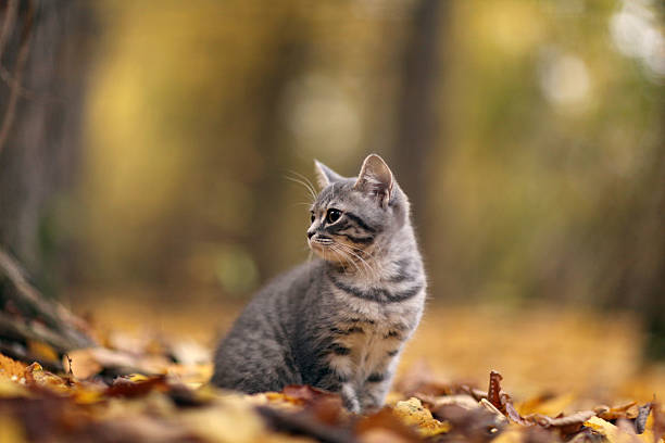 istock kitten in yellow leaves 522489219
