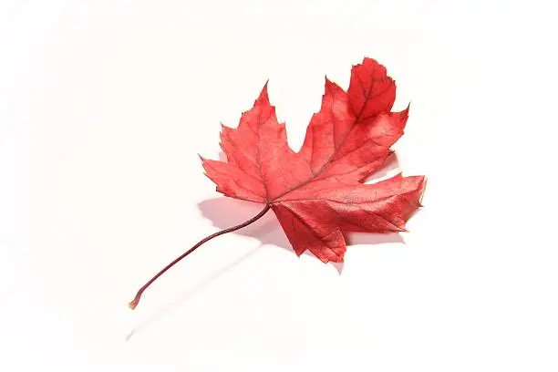 Image of a nicely colored red maple tree leaf isolated on white.