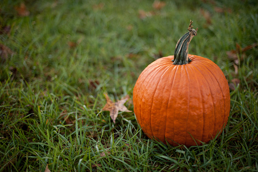 Pumpkins on wooden background