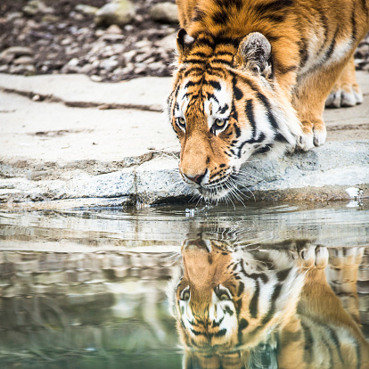 Indian Tiger Drinking Water in wilderness