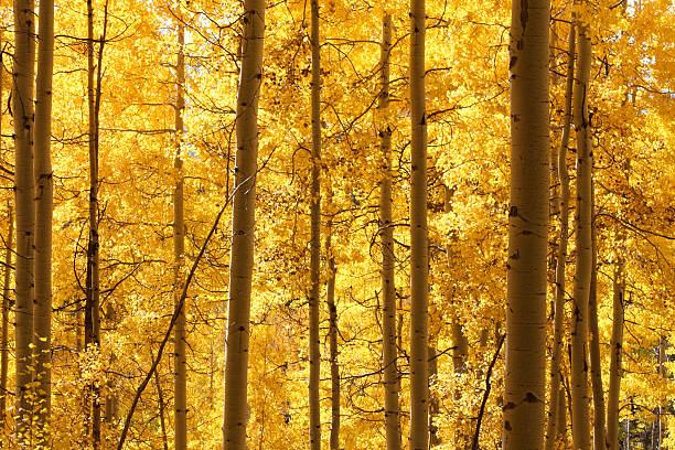istock Backlit gold fall aspens in the middle of the wood 522490177