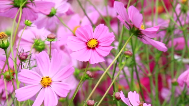 Spring pink flower in field