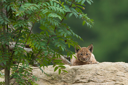 European Lynx cub lying on a rock.