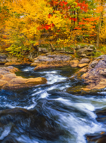 Rushing Stream Flows Through The Forest Of Autumn Color, Vermont
