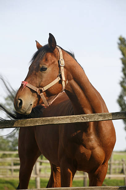 istock Headshot of a thoroughbred stallion 522508763