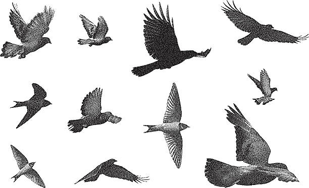 stockillustraties, clipart, cartoons en iconen met bird silhouettes - sparrows