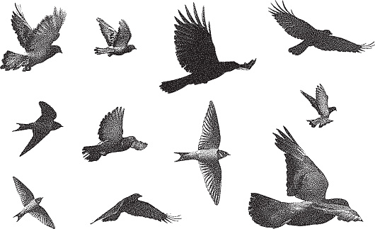 Mezzotint illustrations of various birds.