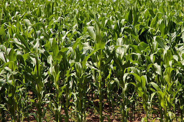 istock Crop of Sweetcorn 522508959