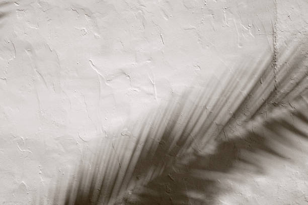 istock Shadows of palm leaves on textured wall 522509209
