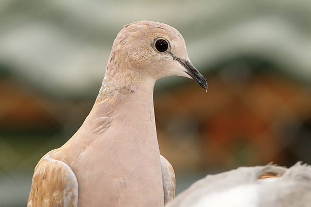 eurasian collared dove portrait ( Streptopelia decaocto )