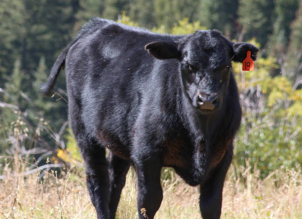 istock Black calf in the San Juan Mountains with ear tag 522509713